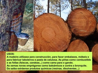 USOS:
A madeira utilízase para construcción, para facer embalaxes, móbeis e
para fabricar taboleiros e pasta de celulosa. As piñas como combustible
e as follas (faiscas, candeas...) como cama para o gando.
As xemas novas empréganse como balsámicos e contra a bronquite.
Da saiba extráense produtos químicos (resinas, disolventes...)
 