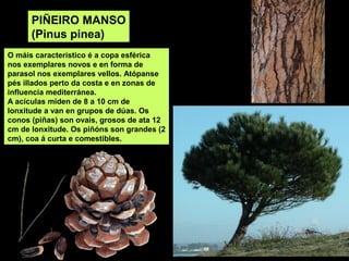 PIÑEIRO MANSO
(Pinus pinea)
O máis característico é a copa esférica
nos exemplares novos e en forma de
parasol nos exemplares vellos. Atópanse
pés illados perto da costa e en zonas de
influencia mediterránea.
A acículas miden de 8 a 10 cm de
lonxitude a van en grupos de dúas. Os
conos (piñas) son ovais, grosos de ata 12
cm de lonxitude. Os piñóns son grandes (2
cm), coa á curta e comestibles.
 