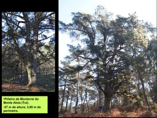 •Piñeiro de Monterrei do
Monte Aloia (Tui).
-27 m de altura; 3,80 m de
perímetro.
 