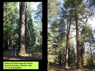 Piñeiro de folla longa do Viveiro
Central de Areas. (Toxeira, Tui)
-3,1 m de perímetro.
 