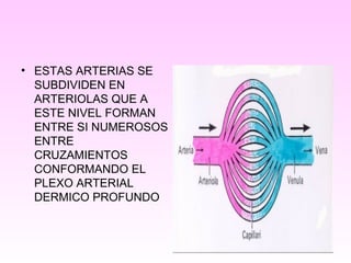 • ESTAS ARTERIAS SE
SUBDIVIDEN EN
ARTERIOLAS QUE A
ESTE NIVEL FORMAN
ENTRE SI NUMEROSOS
ENTRE
CRUZAMIENTOS
CONFORMANDO EL
PLEXO ARTERIAL
DERMICO PROFUNDO
 