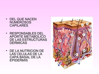 • DEL QUE NACEN
NUMEROSOS
CAPILARES
• RESPONSABLES DEL
APORTE METABOLICO
DE LAS ESTRUCTURAS
DERMICAS
• DE LA NUTRICION DE
LAS CELULAS DE LA
CAPA BASAL DE LA
EPIDERMIS
 