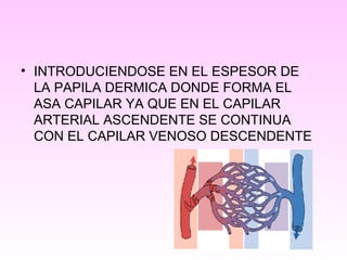 • INTRODUCIENDOSE EN EL ESPESOR DE
LA PAPILA DERMICA DONDE FORMA EL
ASA CAPILAR YA QUE EN EL CAPILAR
ARTERIAL ASCENDENTE SE CONTINUA
CON EL CAPILAR VENOSO DESCENDENTE
 