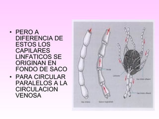 • PERO A
DIFERENCIA DE
ESTOS LOS
CAPILARES
LINFATICOS SE
ORIGINAN EN
FONDO DE SACO
• PARA CIRCULAR
PARALELOS A LA
CIRCULACION
VENOSA
 
