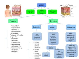 LA PIEL
Órgano
grande del
cuerpo
Superficie
de 2m
1800 ml de
sangre
Funciones
- Inmunidad :
Capacidad de
oponerse a
enfermedades
- Protección:
Protege al del medio
en que vive
- Excreción :
Mediante
transpiración-
- Recepción de
estímulos : Por
terminaciones y
receptores
nerviosos.
Estructura
Epidermis Dermis Hipodermis
Capa
superior
compuesta
de 4 capas
- Estrato
corneo
(células
muertas)
- Estrato
basal
- Estrato
granuloso
- Estrato
Integrado por
tejido
conectivo y
con vasos
sanguíneos
nerviosos,
glándulas
folículos.
Papilar
reticular
Papila
dermis
Protuberancia
que
transporta O2
y alimenta a
capas
inferiores
Capa
subcutánea
comprende
por tejido
adiposo
Según las
regiones y la
nutrición del
organismo, se
desarrollan las
células
adiposas