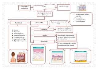 LA PIELSuperficie de 2
centímetros
1800 ml de sangre
Es el órgano más grande
del cuerpo
Funciones
Barrera
Protección
Termorregulación
Protección rayos UV
Percepción múltiple
Vigilancia inmunológica
Órgano de la expresión
ESTRUCTURA
EPIDERMIS
DERMIS
HIPODERMIS
Capa superior compuesta de 4
capas
La epidermis es la barrera
más importante del cuerpo
Integrado por tejido conectivo y
con vasos sanguíneos nerviosos
glándulas folículos
La capa subcutánea de la piel está
constituida por tejido adiposo
Extracto corneo: (células
muertas)
Extracto basal
Extracto granuloso
Extracto espinoso