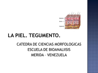LA PIEL. TEGUMENTO.
CATEDRA DE CIENCIAS MORFOLOGICAS
ESCUELA DE BIOANALIISIS
MERIDA – VENEZUELA
 