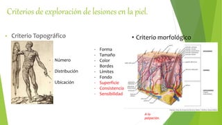 Criterios de exploración de lesiones en la piel.
• Criterio Topográfico
- Número
- Distribución
- Ubicación
• Criterio morfológico
- Forma
- Tamaño
- Color
- Bordes
- Límites
- Fondo
- Superficie
- Consistencia
- Sensibilidad
A la
palpación.
 