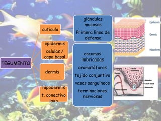 TEGUMENTO
cuticula
glándulas
mucosas
Primera línea de
defensa
epidermis
celulas /
capa basal
dermis
escamas
imbricadas
cromatóforos
tejido conjuntivo
vasos sanguíneos
terminaciones
nerviosas
hipodermis
t. conectivo
laxo
 