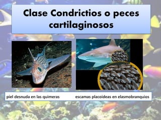 Clase Condrictios o peces
cartilaginosos
piel desnuda en las quimeras escamas placoideas en elasmobranquios
 
