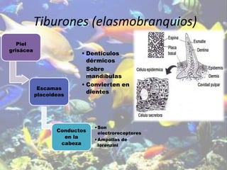 Tiburones (elasmobranquios)
Piel
grisácea
Escamas
placoideas
• Dentículos
dérmicos
Sobre
mandíbulas
• Convierten en
dientes
Conductos
en la
cabeza
•Son
electroreceptores
•Ampollas de
lorenzini
 