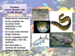 Escamas
crecen durante toda
la vida del pez
• Mayormente imbricadas
• En las anguilas las
escamas están
separadas y son
diminutas
• En el pez erizo forman
largas espinas.
• En los megalops están
imbricadas a 5cm de
anchura
• Son desnudos o
carecen de escamas
como el bagre o el pez
gato
 