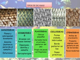 TIPOS DE ESCAMAS
GANOIDEAS
Planas y
sobreponen
levemente
Ganoìna
(sustancia
parecida al
esmalte )
Esturiones
COSMOIDEA
S
Gruesas con
hueso laminar
Esponjoso,
dentina y
esmalte
Sarcopterigios
PLACOIDEAS
Cónicas
pequeñas
Curvados hacia
el extremo
posterior del
pez
Propio de peces
cartilaginosos
CICLOIDEAS
Forma
ovalada,
imbricadas
Borde
posterior es
liso
Peses
primitivos
CTENOIDEAS
Anillos de
crecimiento
Presenta
espinas como
peineta en uno
de los bordes
Peces modernos
 