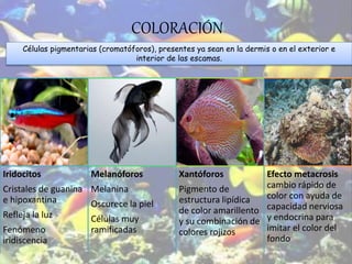 Iridocitos
Cristales de guanina
e hipoxantina
Refleja la luz
Fenómeno
iridiscencia
Melanóforos
Melanina
Oscurece la piel
Células muy
ramificadas
Xantóforos
Pigmento de
estructura lipídica
de color amarillento
y su combinación de
colores rojizos
Efecto metacrosis
cambio rápido de
color con ayuda de
capacidad nerviosa
y endocrina para
imitar el color del
fondo
COLORACIÓN
Células pigmentarias (cromatóforos), presentes ya sean en la dermis o en el exterior e
interior de las escamas.
 