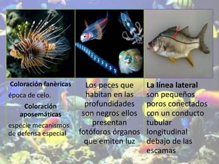 Coloración fanèricas
época de celo.
Coloración
aposemáticas
especie mecanismos
de defensa especial
Los peces que
habitan en las
profundidades
son negros ellos
presentan
fotóforos órganos
que emiten luz
La línea lateral
son pequeños
poros conectados
con un conducto
tubular
longitudinal
debajo de las
escamas
 