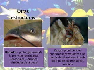 Otras
estructuras
Bárbelos.- prolongaciones de
la piel y tienen órganos
sensoriales, ubicados
alrededor de la boca
Cirros.- prominencias
ramificadas semejantes a un
tentáculo situado encima de
los ojos de algunos peces
marinos
 