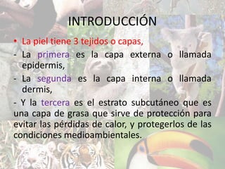 INTRODUCCIÓN
• La piel tiene 3 tejidos o capas,
- La primera es la capa externa o llamada
epidermis,
- La segunda es la capa interna o llamada
dermis,
- Y la tercera es el estrato subcutáneo que es
una capa de grasa que sirve de protección para
evitar las pérdidas de calor, y protegerlos de las
condiciones medioambientales.
 