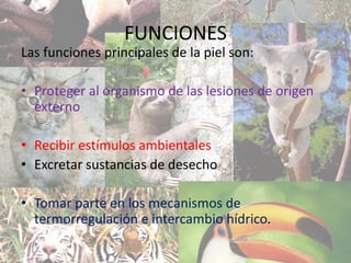 FUNCIONES
Las funciones principales de la piel son:
• Proteger al organismo de las lesiones de origen
externo
• Recibir estímulos ambientales
• Excretar sustancias de desecho
• Tomar parte en los mecanismos de
termorregulación e intercambio hídrico.
 