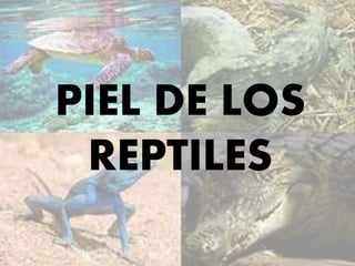 PIEL DE LOS
REPTILES
 