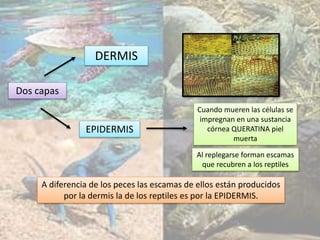 Dos capas
EPIDERMIS
DERMIS
Cuando mueren las células se
impregnan en una sustancia
córnea QUERATINA piel
muerta
Al replegarse forman escamas
que recubren a los reptiles
A diferencia de los peces las escamas de ellos están producidos
por la dermis la de los reptiles es por la EPIDERMIS.
 