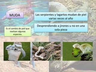 MUDA Las serpientes y lagartos mudan de piel
varias veces al año
Desprendiendo a jirones u no en una
sola piezaEs el cambio de piel que
realizan algunas
especies.
 