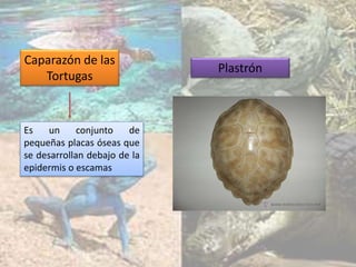 Caparazón de las
Tortugas
Plastrón
Es un conjunto de
pequeñas placas óseas que
se desarrollan debajo de la
epidermis o escamas
 