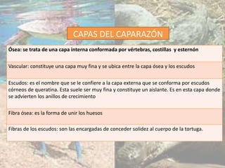 CAPAS DEL CAPARAZÓN
Ósea: se trata de una capa interna conformada por vértebras, costillas y esternón
Vascular: constituye una capa muy fina y se ubica entre la capa ósea y los escudos
Escudos: es el nombre que se le confiere a la capa externa que se conforma por escudos
córneos de queratina. Esta suele ser muy fina y constituye un aislante. Es en esta capa donde
se advierten los anillos de crecimiento
Fibra ósea: es la forma de unir los huesos
Fibras de los escudos: son las encargadas de conceder solidez al cuerpo de la tortuga.
 