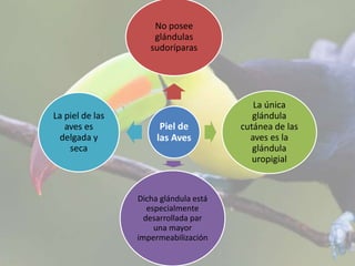 Piel de
las Aves
No posee
glándulas
sudoríparas
La única
glándula
cutánea de las
aves es la
glándula
uropigial
Dicha glándula está
especialmente
desarrollada par
una mayor
impermeabilización
La piel de las
aves es
delgada y
seca
 