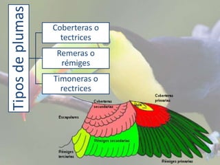 Tiposdeplumas Coberteras o
tectrices
Remeras o
rémiges
Timoneras o
rectrices
 