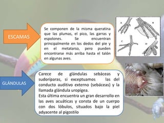 ESCAMAS
GLÁNDULAS
Se componen de la misma queratina
que las plumas, el pico, las garras y
espolones. Se encuentran
principalmente en los dedos del pie y
en el metatarso, pero pueden
encontrarse más arriba hasta el talón
en algunas aves.
Carece de glándulas sebáceas y
sudoríparas, si exceptuamos las del
conducto auditivo externo (sebáceas) y la
llamada glándula uropígea.
Esta última encuentra un gran desarrollo en
las aves acuáticas y consta de un cuerpo
con dos lóbulos, situados bajo la piel
adyacente al pigostilo
 