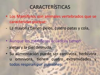 CARACTERÍSTICAS
• Los Mamíferos son animales vertebrados que se
caracterizan porque:
- La mayoría tienen pelos, cuatro patas y cola,
• Aunque los mamíferos acuáticos tienen:
- aletas y la piel desnuda,
• Su alimentación puede ser carnívora, herbívora
u omnívora, tienen cuatro extremidades y
todos respiran por pulmones.
 