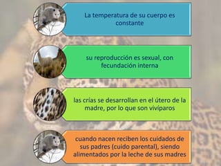 La temperatura de su cuerpo es
constante
su reproducción es sexual, con
fecundación interna
las crías se desarrollan en el útero de la
madre, por lo que son vivíparos
cuando nacen reciben los cuidados de
sus padres (cuido parental), siendo
alimentados por la leche de sus madres
 