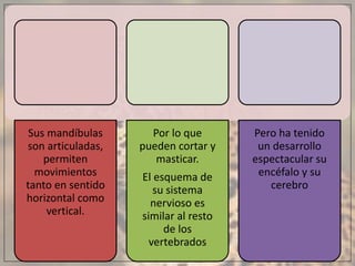 Sus mandíbulas
son articuladas,
permiten
movimientos
tanto en sentido
horizontal como
vertical.
Por lo que
pueden cortar y
masticar.
El esquema de
su sistema
nervioso es
similar al resto
de los
vertebrados
Pero ha tenido
un desarrollo
espectacular su
encéfalo y su
cerebro
 