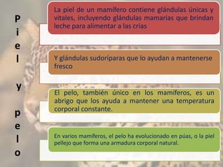 P
i
e
l
y
p
e
l
o
La piel de un mamífero contiene glándulas únicas y
vitales, incluyendo glándulas mamarias que brindan
leche para alimentar a las crías
Y glándulas sudoríparas que lo ayudan a mantenerse
fresco
El pelo, también único en los mamíferos, es un
abrigo que los ayuda a mantener una temperatura
corporal constante.
En varios mamíferos, el pelo ha evolucionado en púas, o la piel
pellejo que forma una armadura corporal natural.
 