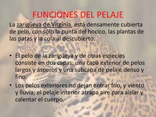 FUNCIONES DEL PELAJE
La zarigüeya de Virginia, está densamente cubierta
de pelo, con sólo la punta del hocico, las plantas de
las patas y la cola al descubierto.
• El pelo de la zarigüeya y de otras especies
consiste en dos capas: una capa exterior de pelos
largos y ásperos y una subcapa de pelaje denso y
fino.
• Los pelos exteriores no dejan entrar frío, y viento
y lluvia; el pelaje interior atrapa aire para aislar y
calentar el cuerpo.
 