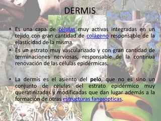 DERMIS
• Es una capa de células muy activas integradas en un
tejido con gran cantidad de colágeno responsable de la
elasticidad de la misma.
• Es un estrato muy vascularizado y con gran cantidad de
terminaciones nerviosas, responsable de la continua
renovación de las células epidérmicas.
• La dermis es el asiento del pelo, que no es sino un
conjunto de células del estrato epidérmico muy
queratinizadas y modificadas que dan lugar además a la
formación de otras estructuras fanerópticas.
 