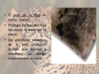 • El pelo de la foca es
corto - áspero.
• Protege de lesiones con
las rocas al estar en la
tierra.
• Las glándulas sebáceas
de la piel producen
aceites que ayudan a
mantener su abrigo
impermeable al nadar.
 