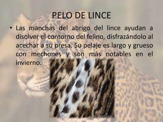 PELO DE LINCE
• Las manchas del abrigo del lince ayudan a
disolver el contorno del felino, disfrazándolo al
acechar a su presa. Su pelaje es largo y grueso
con mechones y son más notables en el
invierno.
 