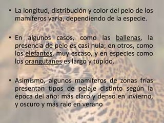 • La longitud, distribución y color del pelo de los
mamíferos varía, dependiendo de la especie.
• En algunos casos, como las ballenas, la
presencia de pelo es casi nula; en otros, como
los elefantes, muy escaso, y en especies como
los orangutanes es largo y tupido.
• Asimismo, algunos mamíferos de zonas frías
presentan tipos de pelaje distinto según la
época del año: más claro y denso en invierno,
y oscuro y más ralo en verano
 