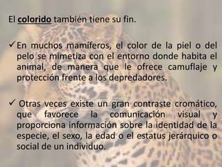 El colorido también tiene su fin.
En muchos mamíferos, el color de la piel o del
pelo se mimetiza con el entorno donde habita el
animal, de manera que le ofrece camuflaje y
protección frente a los depredadores.
 Otras veces existe un gran contraste cromático,
que favorece la comunicación visual y
proporciona información sobre la identidad de la
especie, el sexo, la edad o el estatus jerárquico o
social de un individuo.
 