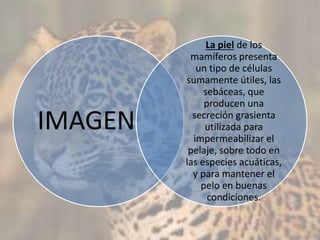 IMAGEN
La piel de los
mamíferos presenta
un tipo de células
sumamente útiles, las
sebáceas, que
producen una
secreción grasienta
utilizada para
impermeabilizar el
pelaje, sobre todo en
las especies acuáticas,
y para mantener el
pelo en buenas
condiciones.
 