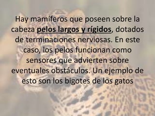 Hay mamíferos que poseen sobre la
cabeza pelos largos y rígidos, dotados
de terminaciones nerviosas. En este
caso, los pelos funcionan como
sensores que advierten sobre
eventuales obstáculos. Un ejemplo de
esto son los bigotes de los gatos
 