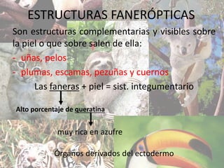 ESTRUCTURAS FANERÓPTICAS
Son estructuras complementarias y visibles sobre
la piel o que sobre salen de ella:
- uñas, pelos
- plumas, escamas, pezuñas y cuernos
Las faneras + piel = sist. integumentario
Alto porcentaje de queratina
muy rica en azufre
Órganos derivados del ectodermo
 