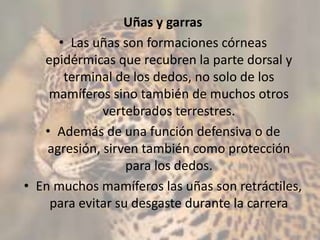 Uñas y garras
• Las uñas son formaciones córneas
epidérmicas que recubren la parte dorsal y
terminal de los dedos, no solo de los
mamíferos sino también de muchos otros
vertebrados terrestres.
• Además de una función defensiva o de
agresión, sirven también como protección
para los dedos.
• En muchos mamíferos las uñas son retráctiles,
para evitar su desgaste durante la carrera
 