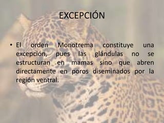 EXCEPCIÓN
• El orden Monotrema constituye una
excepción, pues las glándulas no se
estructuran en mamas sino que abren
directamente en poros diseminados por la
región ventral.
 