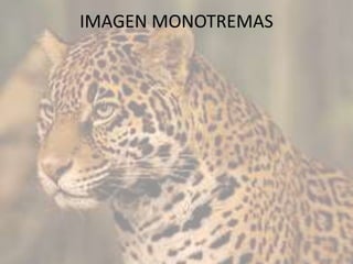 IMAGEN MONOTREMAS
 