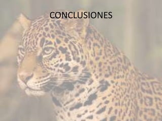 CONCLUSIONES
 