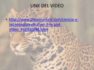 LINK DEL VIDEO
• http://www.documaniatv.com/ciencia-y-
tecnologia/evolucion-9-la-piel-
video_4614ac04d.html
 