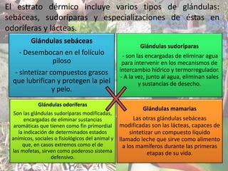 El estrato dérmico incluye varios tipos de glándulas:
sebáceas, sudoríparas y especializaciones de éstas en
odoríferas y lácteas.
Glándulas sebáceas
- Desembocan en el folículo
piloso
- sintetizar compuestos grasos
que lubrifican y protegen la piel
y pelo.
Glándulas sudoríparas
- son las encargadas de eliminar agua
para intervenir en los mecanismos de
intercambio hídrico y termorregulador.
- A la vez, junto al agua, eliminan sales
y sustancias de desecho.
Glándulas odoríferas
Son las glándulas sudoríparas modificadas,
encargadas de eliminar sustancias
aromáticas que tienen como fin primordial
la indicación de determinados estados
anímicos, sociales o fisiológicos del animal y
que, en casos extremos como el de
las mofetas, sirven como poderoso sistema
defensivo.
Glándulas mamarias
Las otras glándulas sebáceas
modificadas son las lácteas, capaces de
sintetizar un compuesto líquido
llamado leche que sirve como alimento
a los mamíferos durante las primeras
etapas de su vida.
 