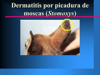 Sarna demodécicaForma escamosa-papulosaPosterior a forma escamosa